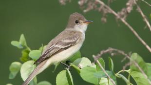 Willow Flycatcher sits on a leafy branch, and faces to the viewers' right