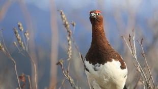 A male Willow Ptarmigan standing and looking forward, his brown head and neck feathers changing to white over his chest and legs. He has bright reddish patches (“combs”) above his eyes giving him a dramatic almost startled look. Silly Willow Ptarmigan!