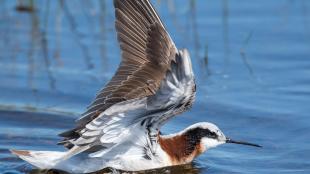 Wilson's Phalarope