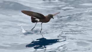 A Wilson's Storm Petrel hovering above the water surface with its feet touching the water