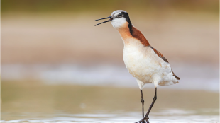 Wilson's Phalarope shouts orders