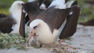 Wisdom, Laysan Albatross