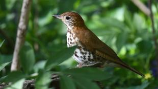 A Wood Thrush lit by filtered light as it perches amidst dense greenery