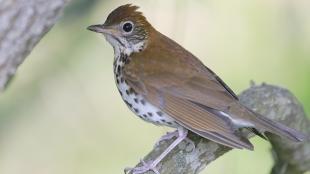 Wood Thrush