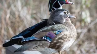 Pair of Wood Ducks