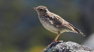 Woodlark - markings provide good grounf camouflage