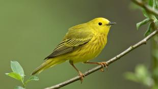 Yellow warbler