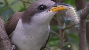 Yellow-billed Cuckoo with tent caterpillar in its beak