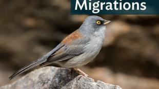 Yellow-eyed Junco standing on a rock, displaying right profile showing grey head, brownish back and wings, and bright yellow eye.