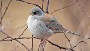 Yellow-eyed Junco