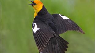 Yellow-headed Blackbird