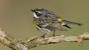 Yellow-rumped Warbler