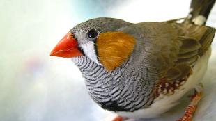 Zebra Finch facing the viewer, showing its gold-orange cheek feathers, bright red beak and softly black and white striped breast