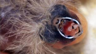 Zebra Finch baby with open beak showing black and white markings inside the mouth