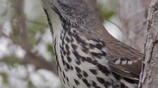 Long-billed Thrasher