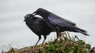 American Crows allopreening