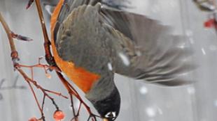 American Robin fluttering on a branch to eat berries