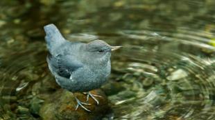 American Dipper