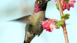 Anna's Hummingbird drinking from flower