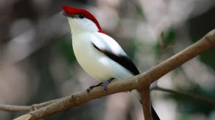 Araripe Manakin