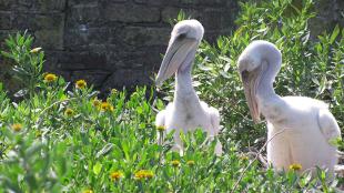 Pelican chicks at Castle Pinckney