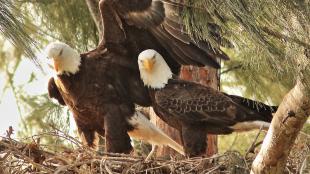 Pair of Bald Eagles in nest