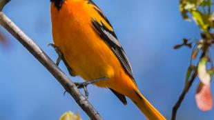 Baltimore Oriole