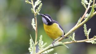 Bananaquit