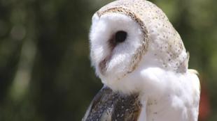 Barn Owl