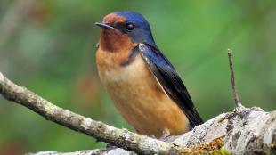 Barn Swallow
