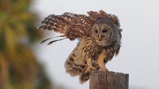 Barred Owl