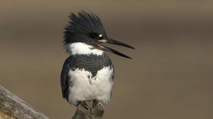 Belted Kingfisher