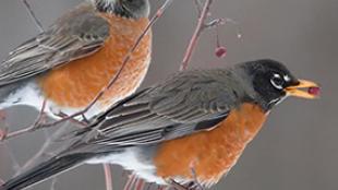 American Robins