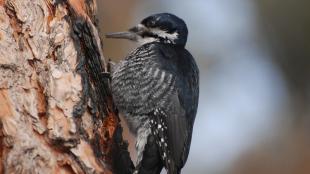 Female Black-backed Woodpecker on tree in burned forest