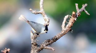 Black-crested Titmouse