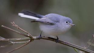 Blue-gray Gnatcatcher