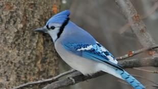 Blue Jay