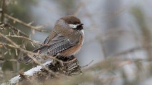 Boreal Chickadee