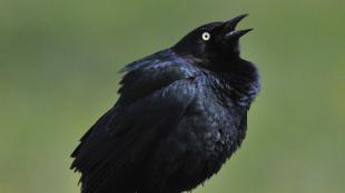 Brewer's Blackbird