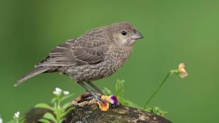 Female Brown-headed Cowbird, displaying her mottled light brown plumage and short sharp beak