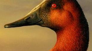 Canvasback Ducks on duck stamp