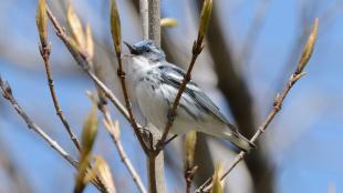 Cerulean Warbler