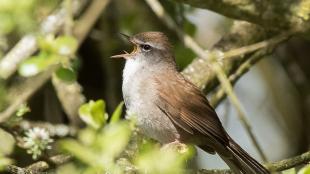 Cettis Warbler