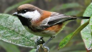 Chestnut-backed Chickadee