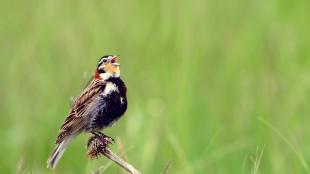 Chestnut-collared Longspur