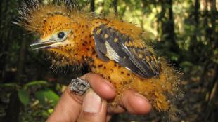 Cinereous Mourner nestling