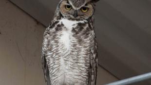 Great Horned Owl perched on railing in urban area