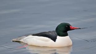 Common Merganser