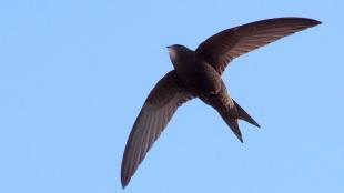 Common Swift