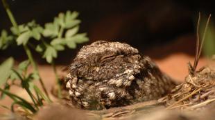 Common Poorwill